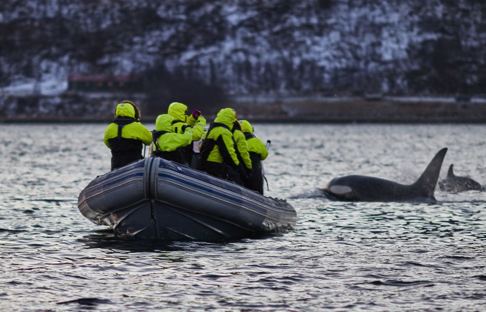 walvissen spotten in Tromsø Noorwegen
