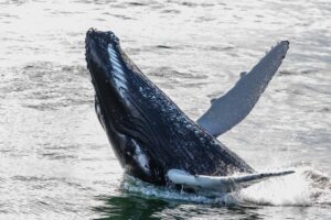 walvissen spotten tromso Noorwegen