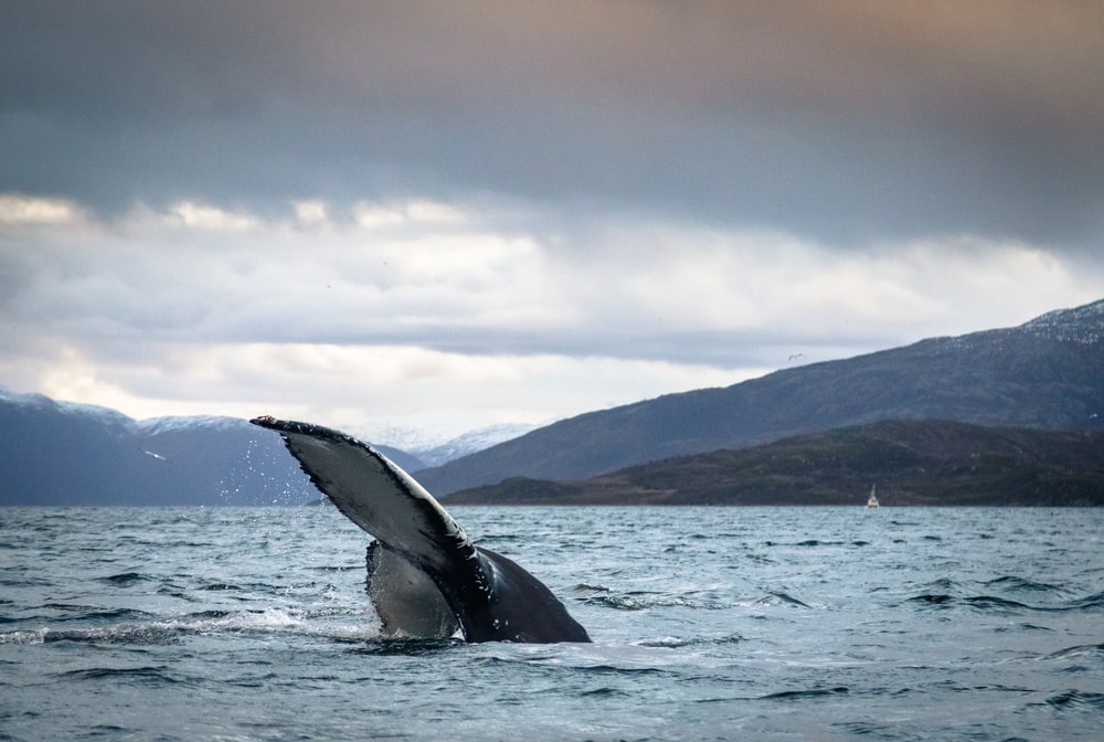walvissen spotten in Noorwegen