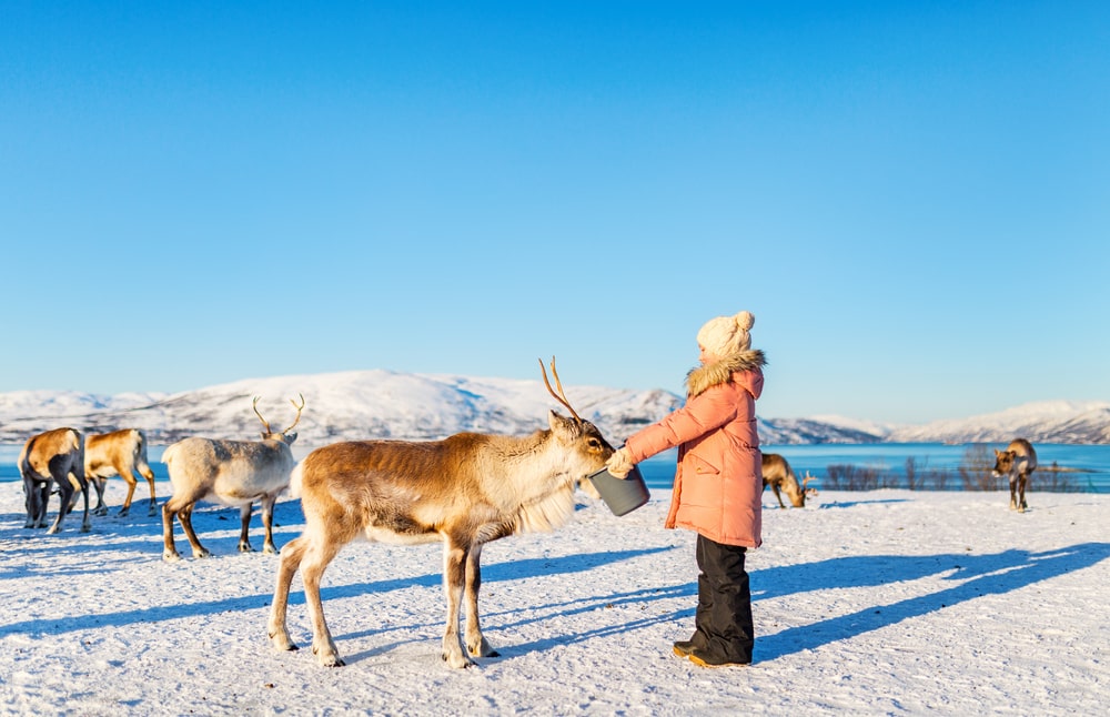 Rendieren in Noorwegen