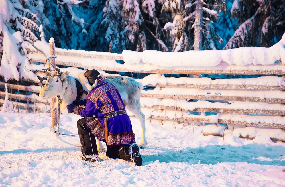 Een Sami maakt een rendier klaar voor een rit.