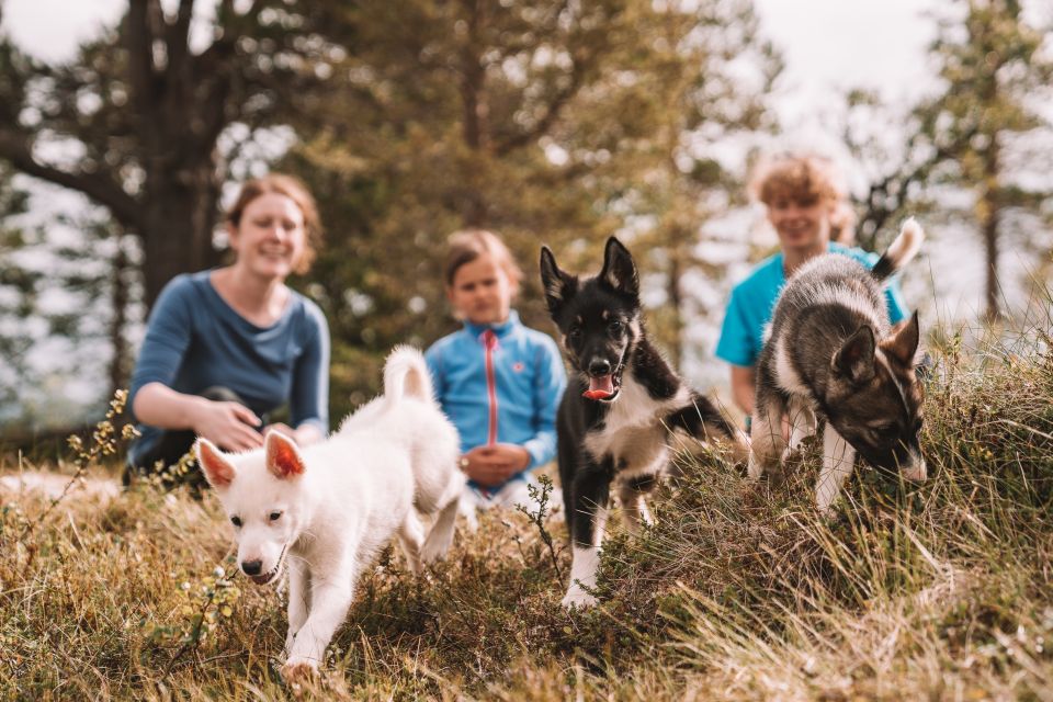 husky trainen tromso