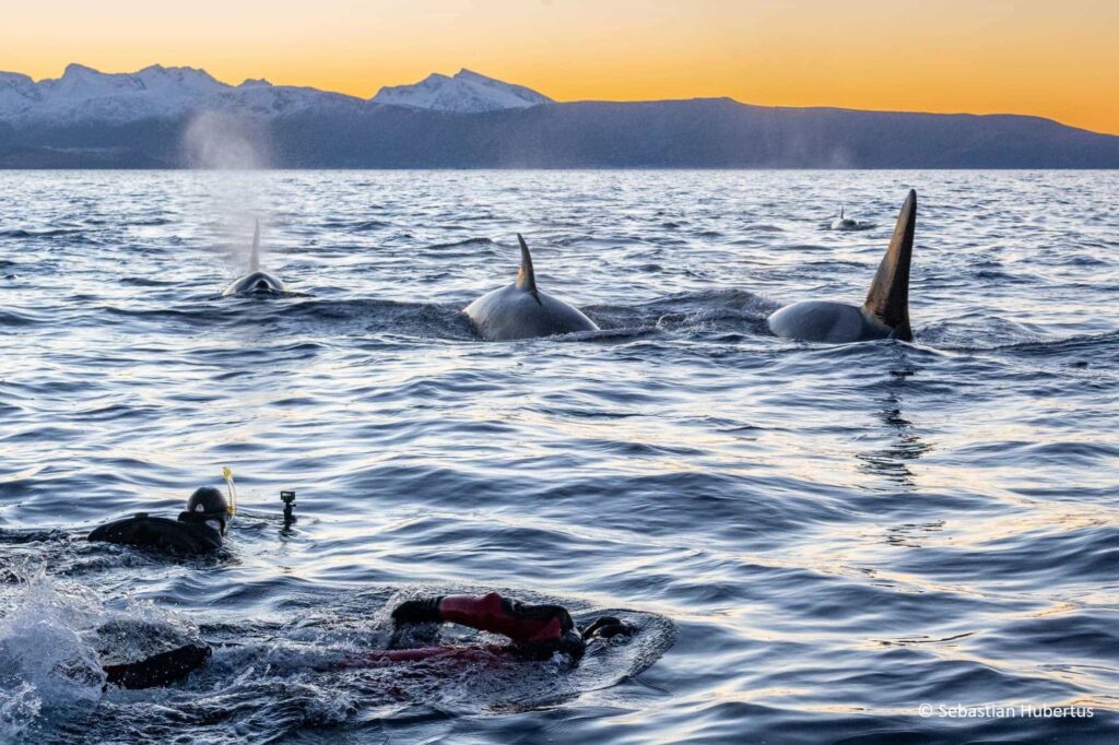 zwemmen met orka's expeditie in Skjervoy
