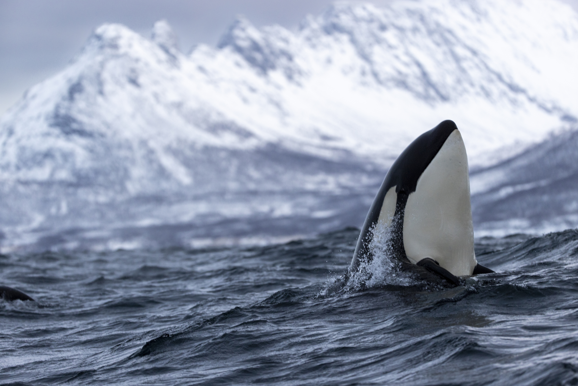 zwemmen met orka in Tromsø (Noorwegen)