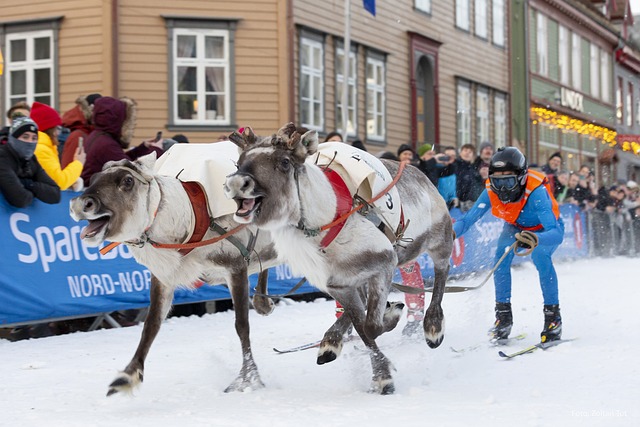 Rendieren race in Tromsø