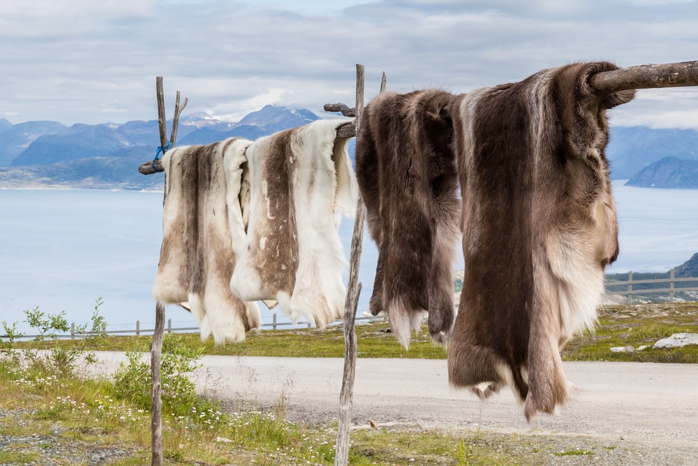 Rendierenhuiden van Sami volkeren